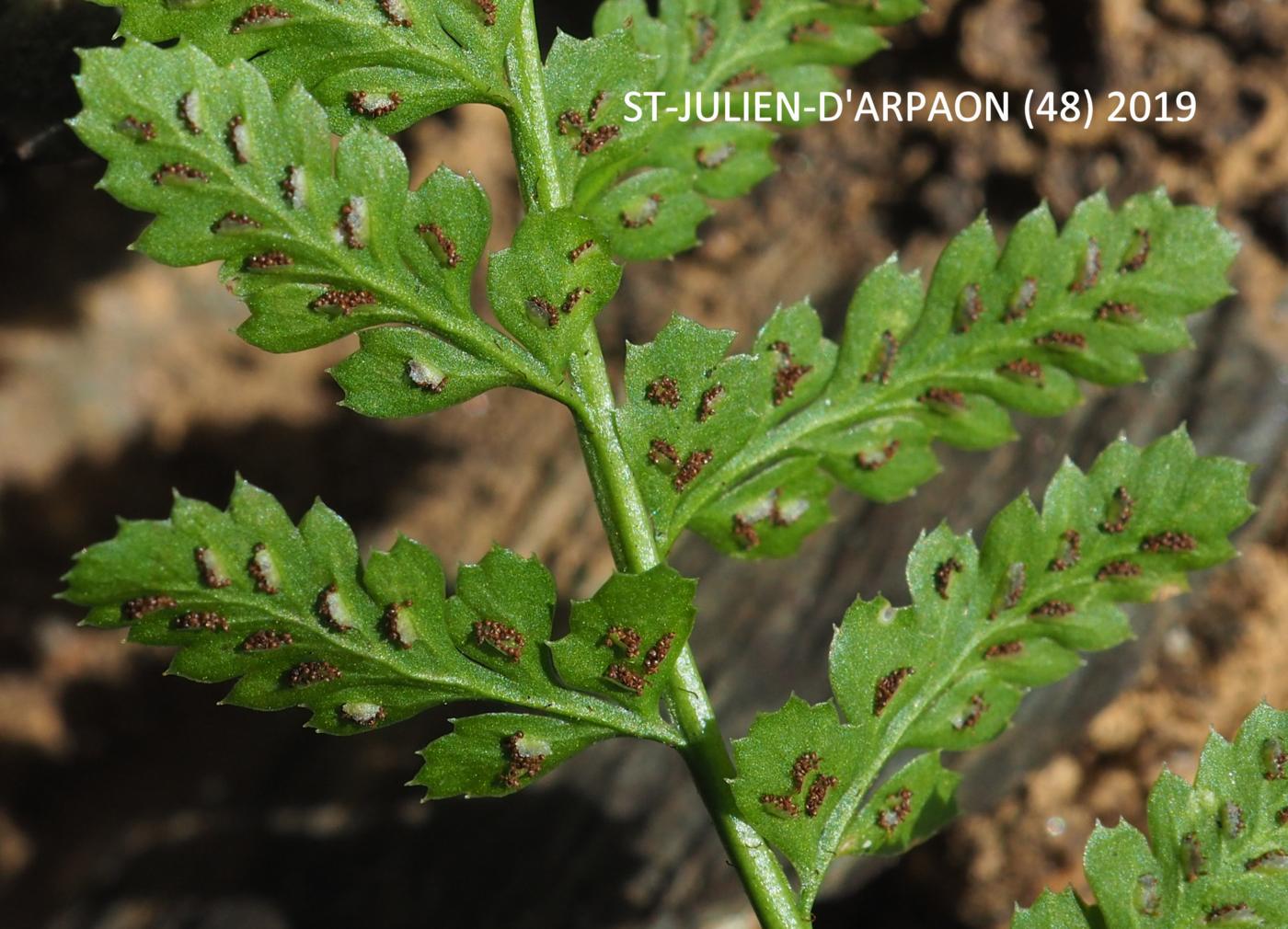 Spleenwort, Rock fruit